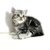 アメリカンショートヘア【千葉県・女の子・2025年3月9日・シルバータビー】の写真7