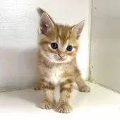 アメリカンショートヘア【千葉県・男の子・2025年3月9日・レッドタビー】の写真7