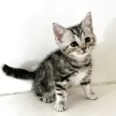 アメリカンショートヘア【千葉県・女の子・2025年9月9日・シルバーパッチドタビー】の写真8