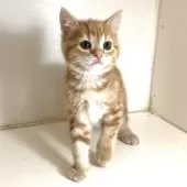 アメリカンショートヘア【千葉県・男の子・2025年3月14日・レッドタビー】の写真8