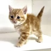 アメリカンショートヘア【千葉県・男の子・2025年3月9日・レッドタビー】の写真8