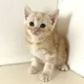 アメリカンショートヘア【千葉県・男の子・2025年9月4日・クリームタビー】の写真8