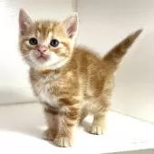 アメリカンショートヘア【千葉県・男の子・2025年3月9日・レッドタビー】の写真9