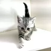 アメリカンショートヘア【千葉県・男の子・2025年3月9日・シルバータビー】の写真9