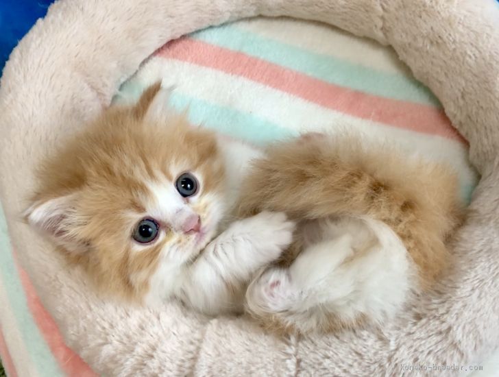 愛知県 纐纈 茂幸 こうけつ しげゆき ブリーダー みんなの子猫ブリーダー