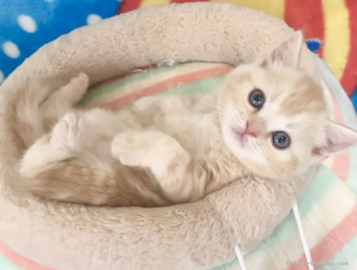 ID：2104-02562の子猫