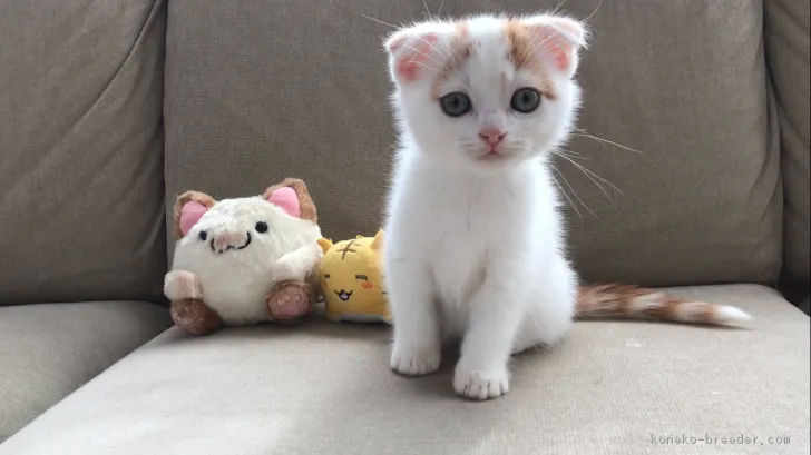 ID：1712-00502の子猫