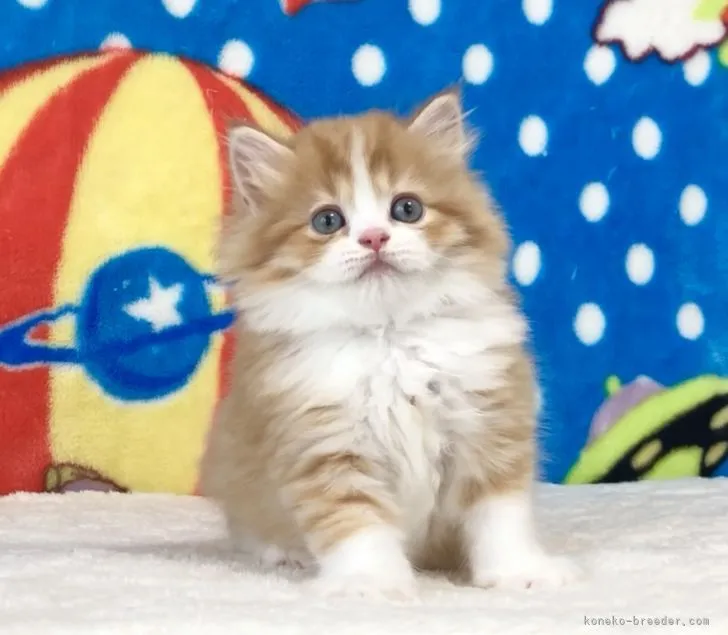 ID：2105-02145の子猫