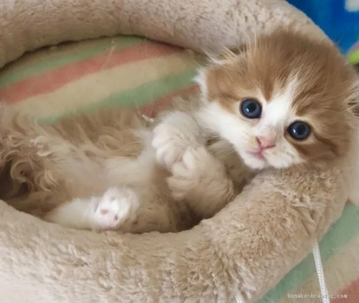 ID：2103-00732の子猫