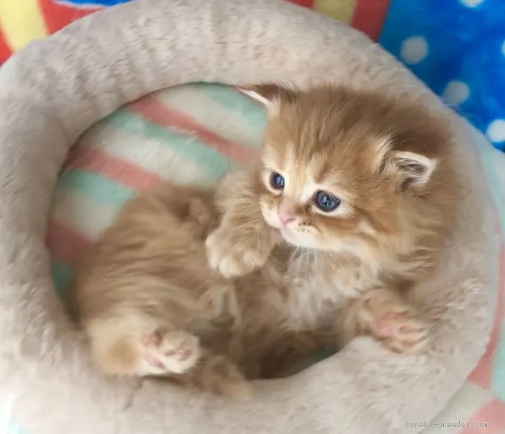 ID：2003-00174の子猫