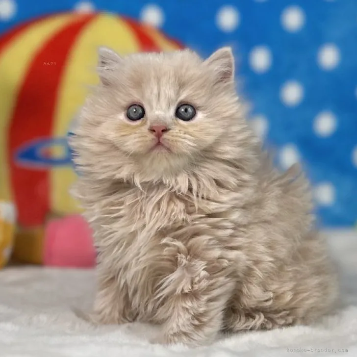 ID：2309-00082の子猫