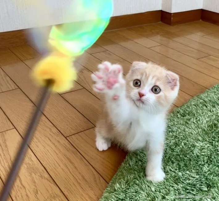 ID：1906-00247の子猫