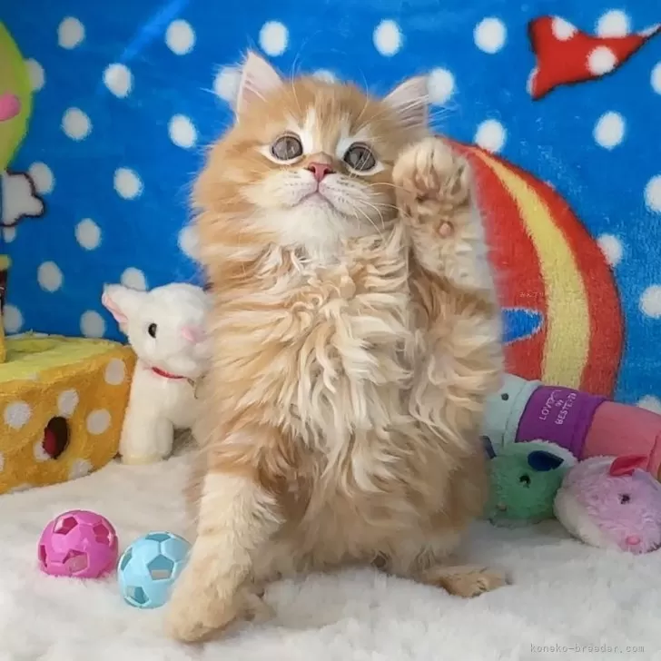 ID：2403-02981の子猫