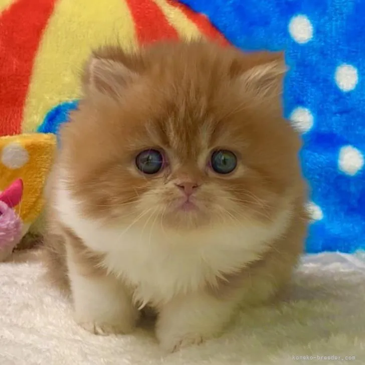 ID：2212-02320の子猫