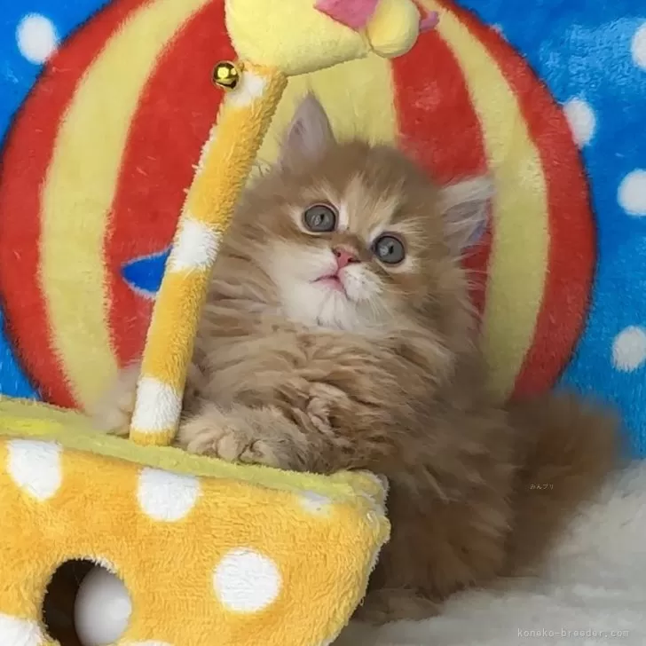ID:2410-00652の子猫