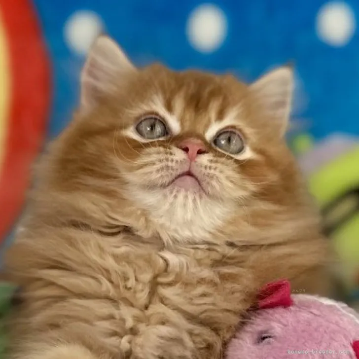 ID:2310-00627の子猫