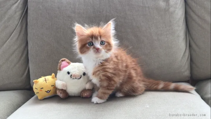 ID:1801-00461の子猫