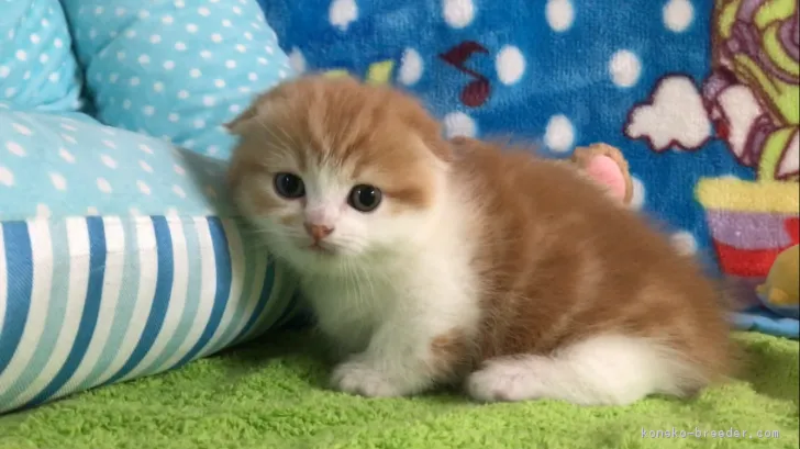 てっちゃん 様のお迎えした子猫