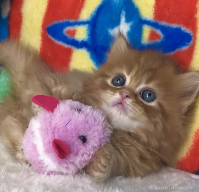 ID：2206-00949の子猫