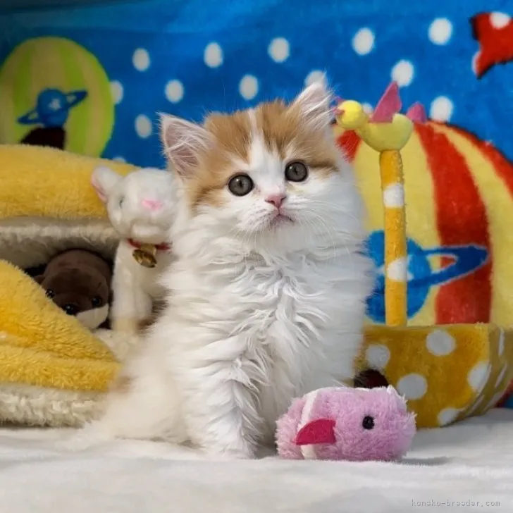 ID：2305-01130の子猫
