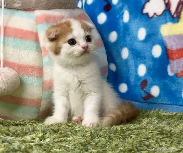 ID：1907-01680の子猫