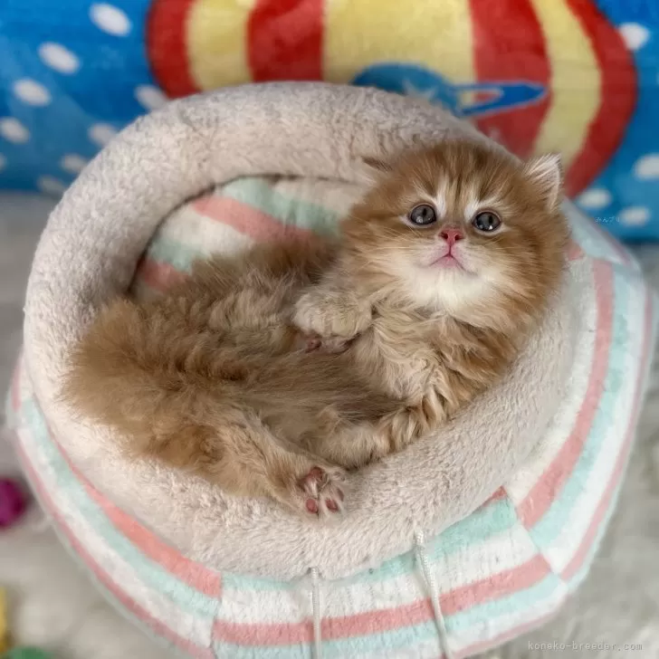 ID：2405-01301の子猫
