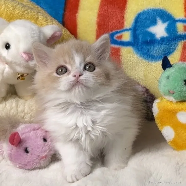 ID：2304-02992の子猫