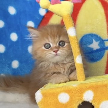 マンチカン(短足)【愛知県・女の子・2024年8月25日・レッド&ホワイト（極上モコモコ）】の写真「✅モコモコまるまるな女の子💞プレミアムタイプ💞」