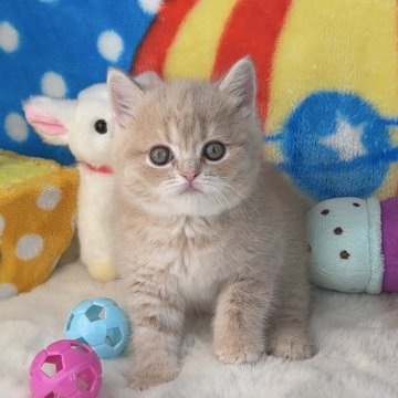 マンチカン【愛知県・女の子・2024年4月4日・クリーム（さらさらショートヘア）】の写真「✅まるまるおめめの優しいお顔💞シフォン系2キティ」