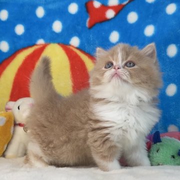 マンチカン(長足)【愛知県・男の子・2024年4月4日・クリーム（さらさらセミロング）】の写真「㊗️ご家族様が決まりました㊗💞さらさらシフォン系」