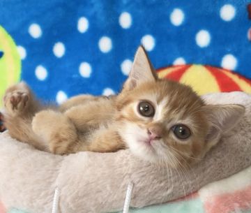 マンチカン(長足)【愛知県・女の子・2021年6月19日・レッドタビー（サラサラレッド）】の写真「✅ご成約頂きました💞目がまんまる小柄な子」