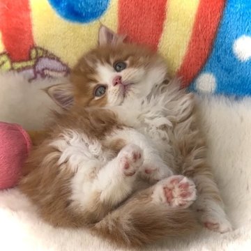 マンチカン【愛知県・男の子・2023年11月22日・レッド&ホワイト（極上モコモコ）】の写真「✅優しく穏やかな男の子💞鮮やかレッドくん💞」