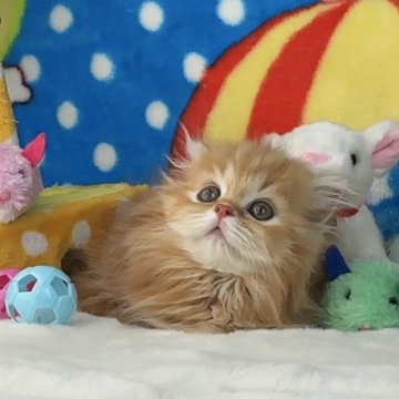 マンチカン(短足)【愛知県・女の子・2024年3月31日・レッド（極上ふわふわ）】の写真「㊗️ご家族様が決まりました💞穏やかひとりっ子」