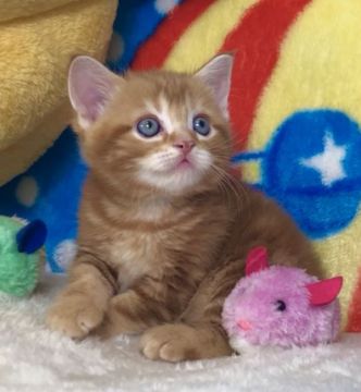 マンチカン(長足)【愛知県・男の子・2022年5月2日・レッドタビー&ホワイト（さらさらレッド）】の写真「✅さらさら毛並みのさわやかレッド💞穏やか長男君💞」