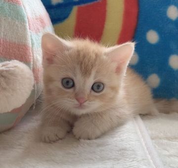 マンチカン(長足)【愛知県・男の子・2022年2月7日・クリーム（さらさらクリーム）】の写真「✅優しい毛色のマンチカン🐱さらさらクリーム長男君💞」