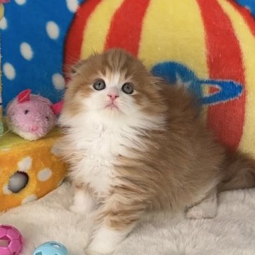 スコティッシュフォールド(折れ耳)【愛知県・男の子・2023年12月22日・レッド&ホワイト（極上モコモコ）】の写真「㊗️ご家族様が決まりました当キャッテリー秘蔵っ子」