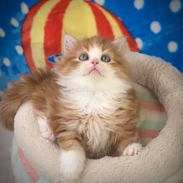 マンチカン(長足)【愛知県・男の子・2023年11月22日・レッド&ホワイト（極上モコモコ）】の写真「㊗️ご家族様が決まりました💞モコモコ綺麗な毛並み」