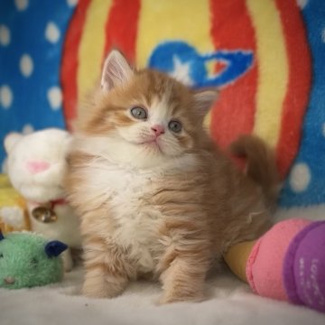 マンチカン(長足)【愛知県・男の子・2023年11月22日・レッド&ホワイト（極上モコモコ）】の写真「㊗️ご家族様が決まりました💞癒し系の末っ子くん」