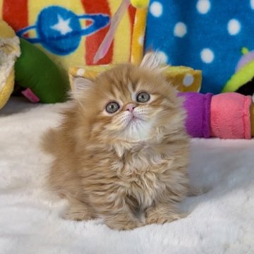 マンチカン(短足)【愛知県・女の子・2023年3月17日・レッド（極上モコモコ）】の写真「㊗️ご家族様が決まりました💎プレミアムキティ女の子」