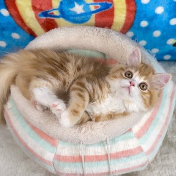 マンチカン【愛知県・女の子・2023年3月17日・レッド&ホワイト（極上モコモコ）】の写真「💞なでなで大好きな女の子💞優しい毛色が魅力です💞」