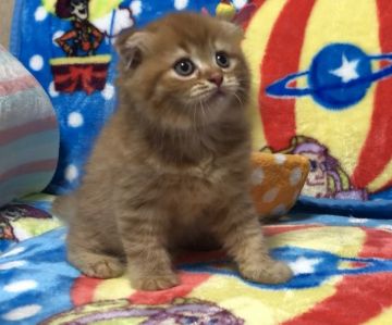 スコティッシュフォールド(折れ耳)【愛知県・男の子・2020年8月10日・レッドタビー（極上フカフカ）】の写真「✅人気のレッド系🐱今週末よりお引き渡し可能です🎵」