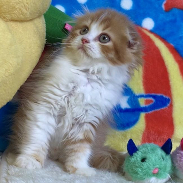 スコティッシュフォールド(折れ耳)【愛知県・女の子・2022年4月10日・レッドタビー&ホワイト（極上ふわふわ 鮮やかレッド）】の写真「✅モコモコふわふわ極上タイプ💞元気で利発な女の子💞」