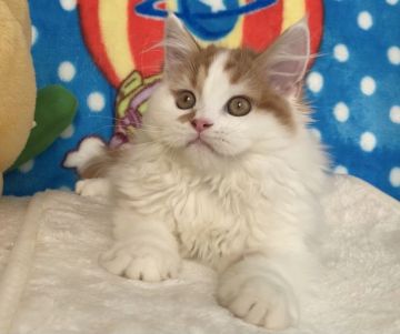 スコティッシュフォールド(立ち耳)【愛知県・男の子・2021年8月10日・レッド&ホワイト（極上モコモコ）】の写真「✅ふわふわアイドル候補💞ご家族様が決まりました💞」