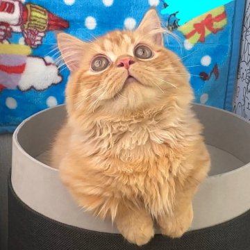マンチカン(短足)【愛知県・男の子・2024年4月15日・レッド&ホワイト（極上モコモコ）】の写真「✅モコモコゴロゴロな男の子💞人間大好き優しい子」
