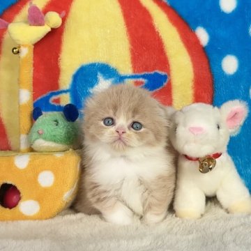 スコティッシュフォールド(折れ耳)【愛知県・女の子・2024年10月4日・クリーム&ホワイト】の写真「㊗️ご家族様が決まりました💞魅力的なミルクティー」