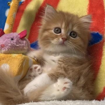 マンチカン(長足)【愛知県・女の子・2022年6月26日・レッド&ホワイト（もちもちレッド）】の写真「✅ご家族様が決まりました💞」