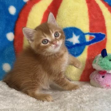 マンチカン(長足)【愛知県・男の子・2022年6月23日・レッド&ホワイト（さらさらレッド）】の写真「💞ご家族様が決まりました💞」