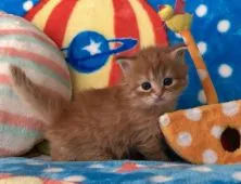 スコティッシュフォールド(立ち耳)【愛知県・男の子・2020年2月2日・レッドタビー&ホワイト】の写真2「カメラに向かってポーズを決めてくれました ♪」