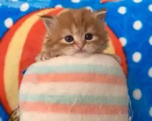 スコティッシュフォールド(立ち耳)【愛知県・男の子・2020年2月2日・レッドタビー&ホワイト】の写真5「まだまだ小さなぼくに会いにきてね🎵動画も準備中だよ。」