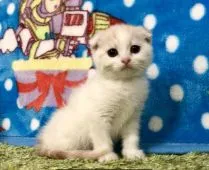 スコティッシュフォールド(折れ耳)【愛知県・女の子・2019年6月6日・レッドタビー&ホワイト】の写真5「動画も み て ね ♡」